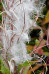 Fringed willowherb